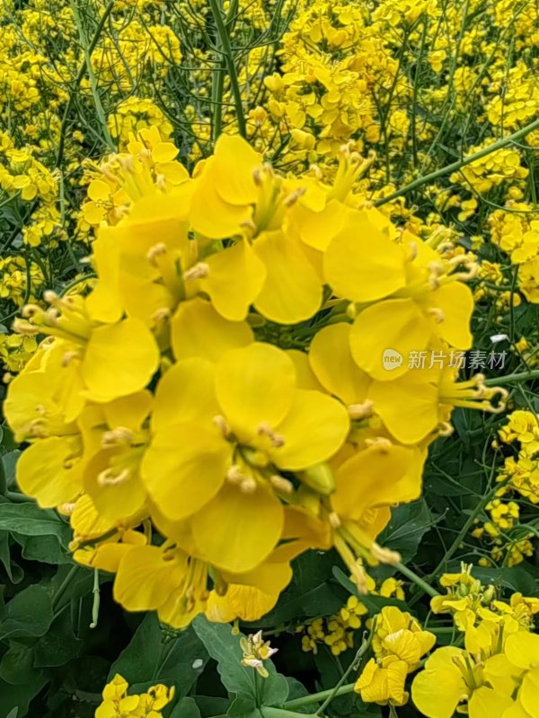 大片盛开的金黄油菜花特写