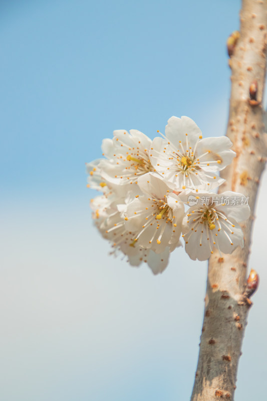 蓝天背景下樱桃花特写