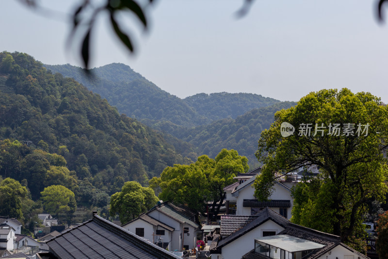 杭州杨梅岭绿意盎然的梯田式茶园