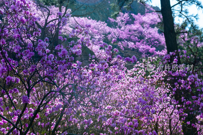 青岛大珠山杜鹃花风光