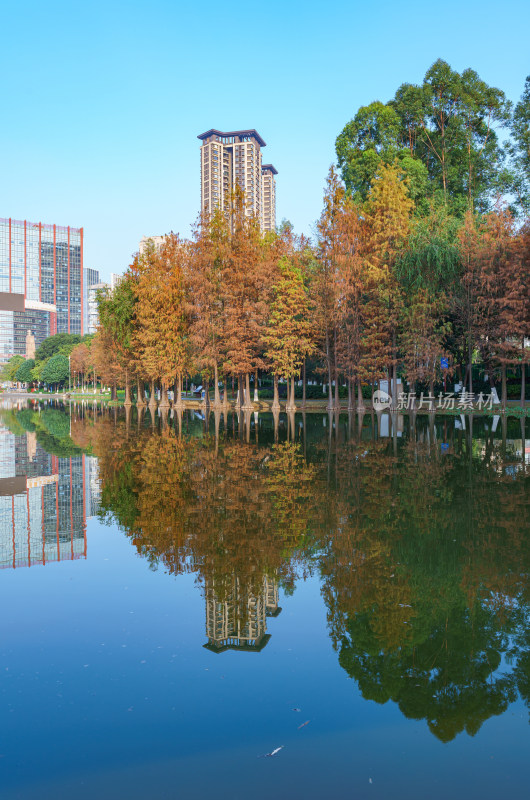 佛山千灯湖南海活水公园落羽杉林与城市建筑