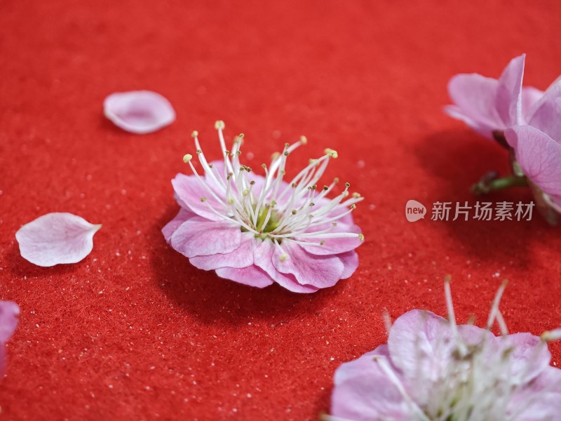 红色背景上的粉色花朵