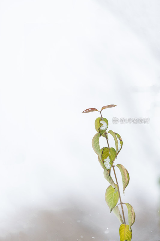 冬天雪中的绿植