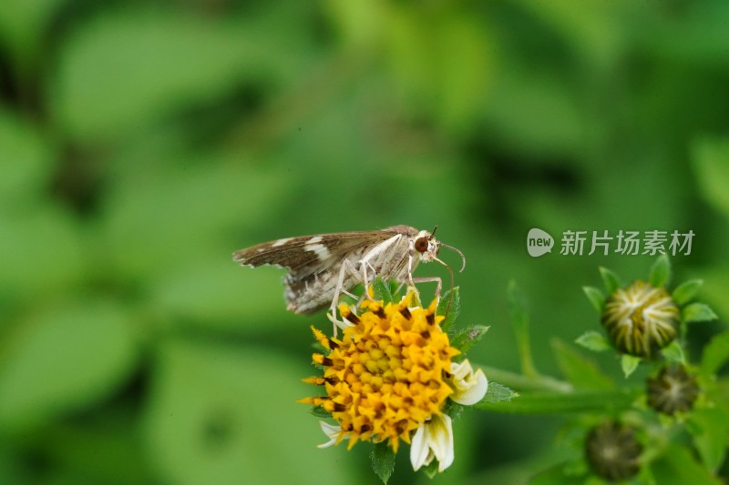 草丛中以花蜜为食的昆虫