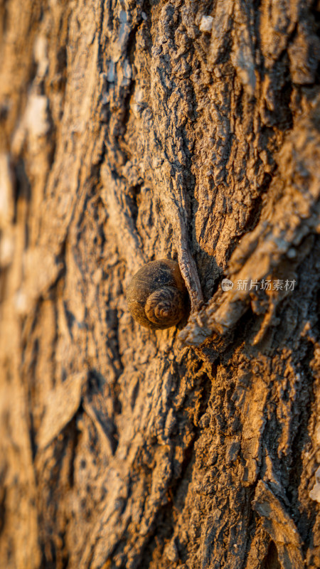 树皮上的蜗牛昆虫