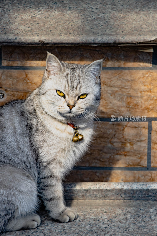 戴铃铛的银灰色猫咪特写