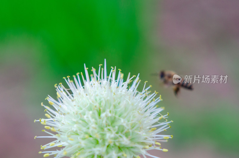 蜜蜂飞向白色花朵