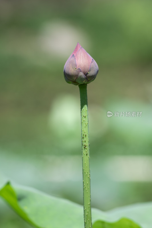 夏天荷塘里荷花盛开