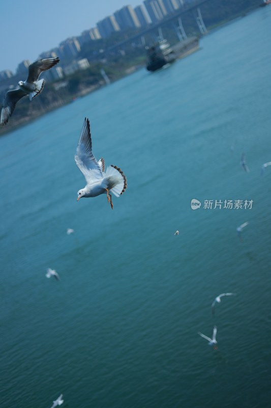 飞翔的海鸥场景