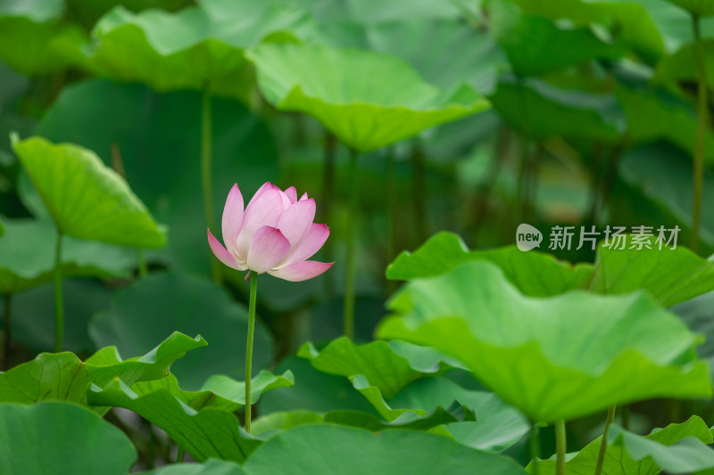 荷花荷叶夏日植物绿色自然户外