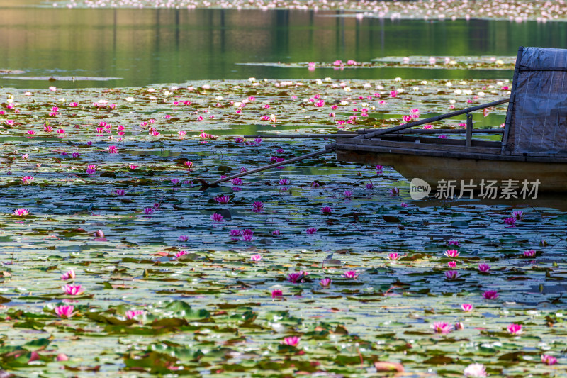 燕雀湖睡莲