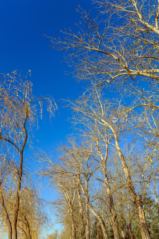 冬季蓝天与树枝