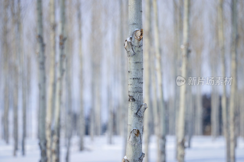 雪后白桦林近景特写