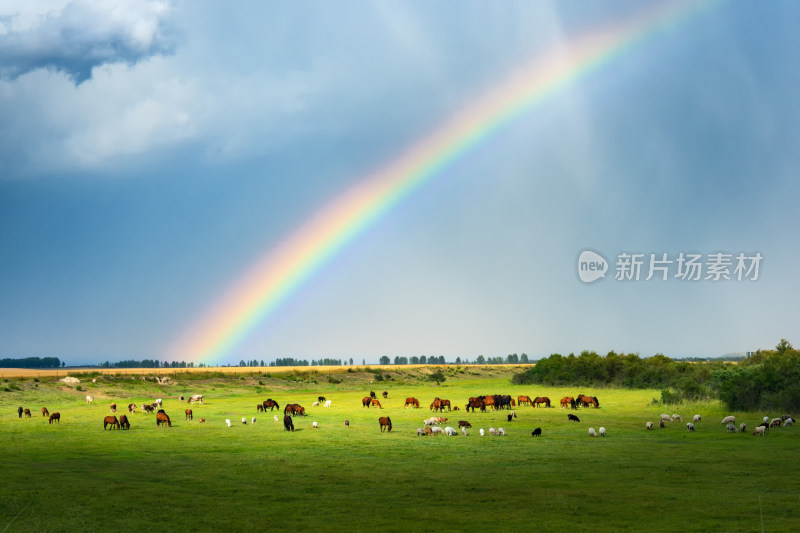 草原牧场上的彩虹