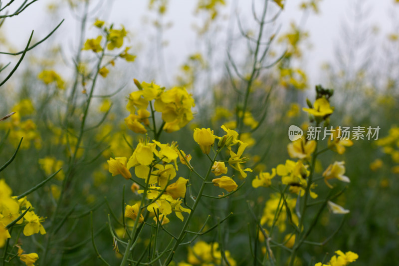 杭州萧山城市旁盛开的油菜花田