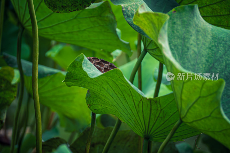 夏天池塘里的荷叶