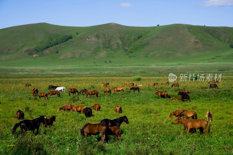 内蒙,坝上,乌兰木统,乌兰木统草原,红山,军马场,草原,草地,