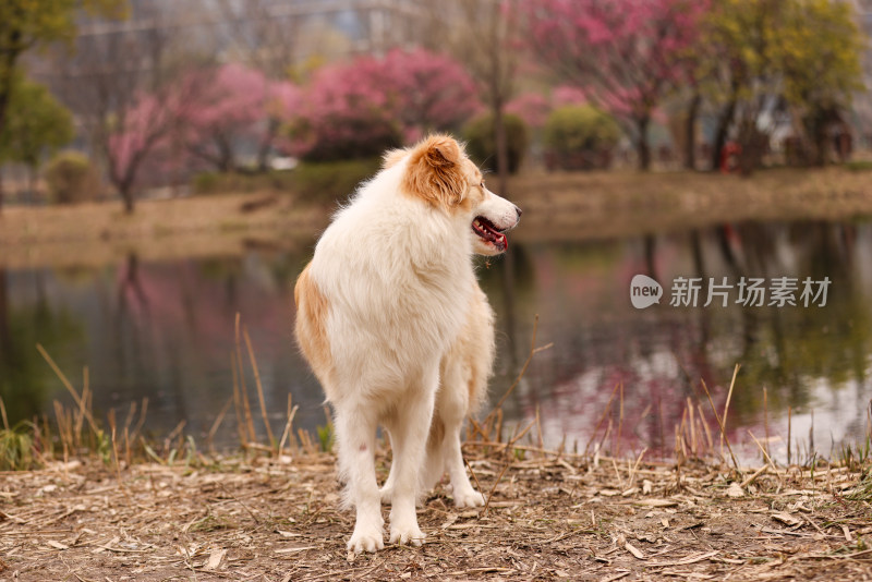 站在地上的边境牧羊犬