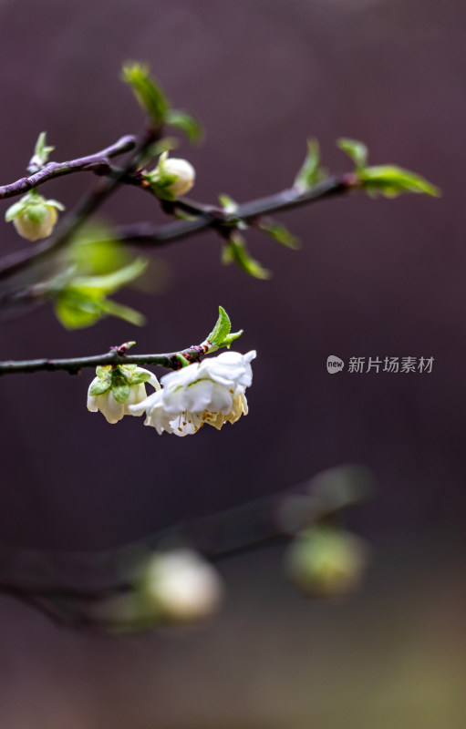 南京明孝陵梅花山梅花