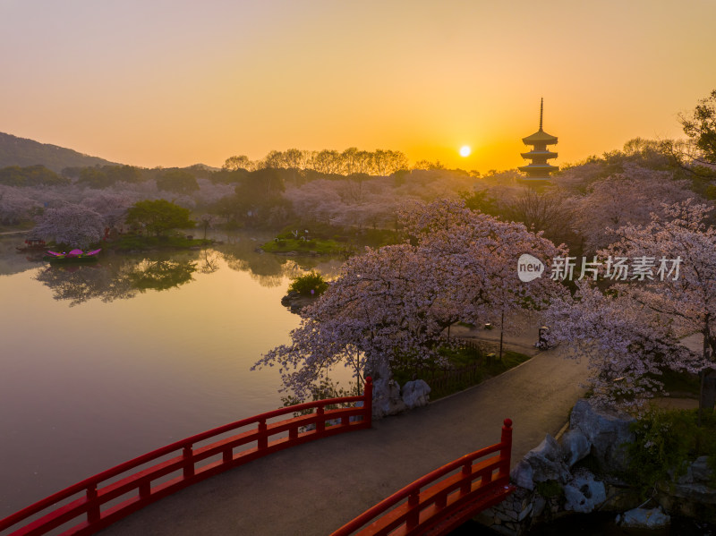 武汉东湖磨山樱花园樱花盛开