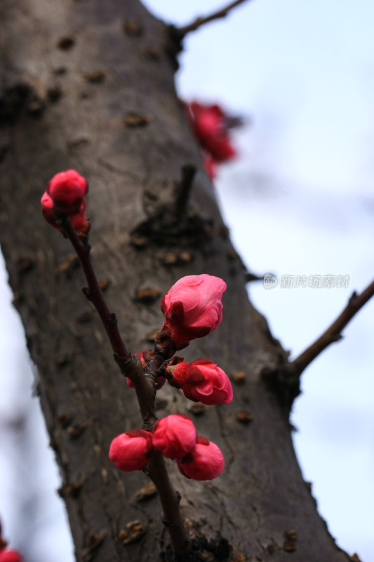 立春时节含苞怒放的红梅