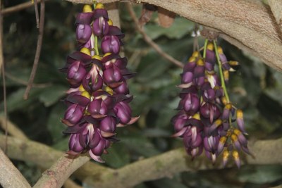 广东东莞：禾雀花盛开