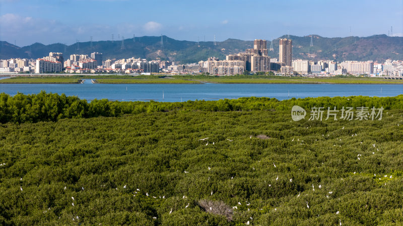 惠州盐洲海洋湿地公园-红树林湿地风光