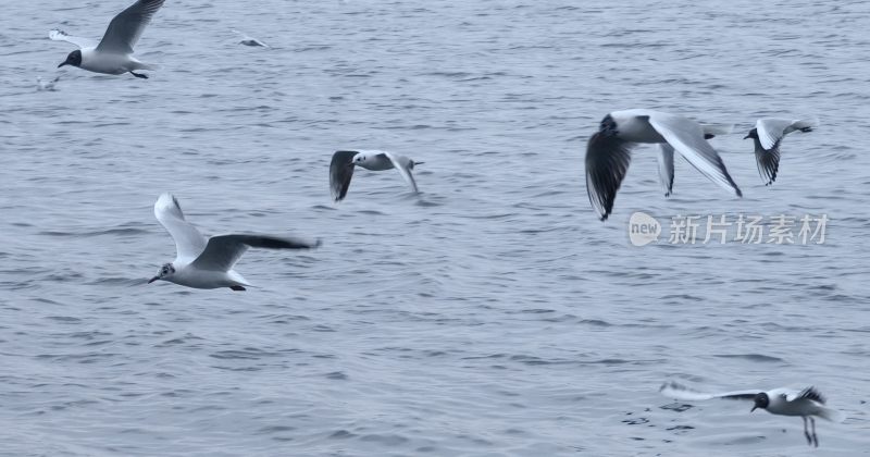 海上飞翔的海鸥