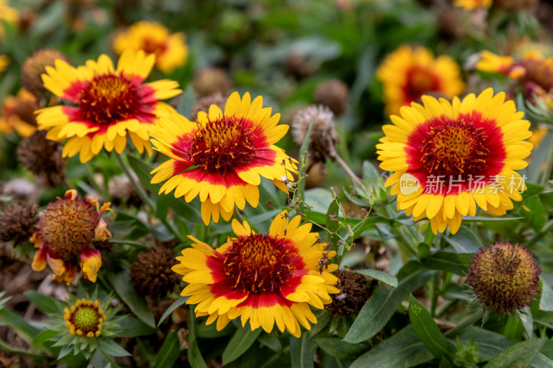 花，菊花，天人菊，虎皮菊，美丽的花