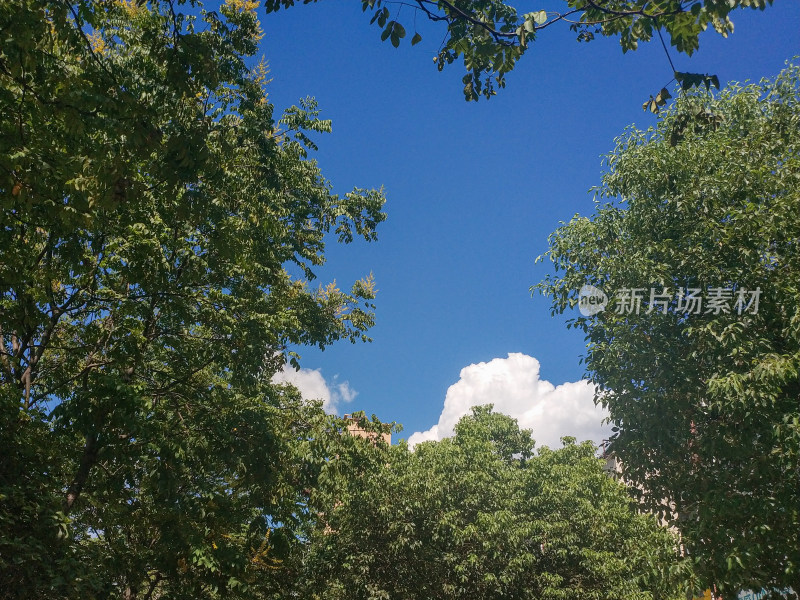 绿树间仰望蓝天白云的自然清新之景