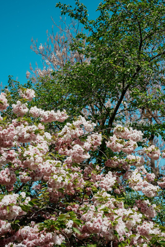 北京朝阳公园樱花