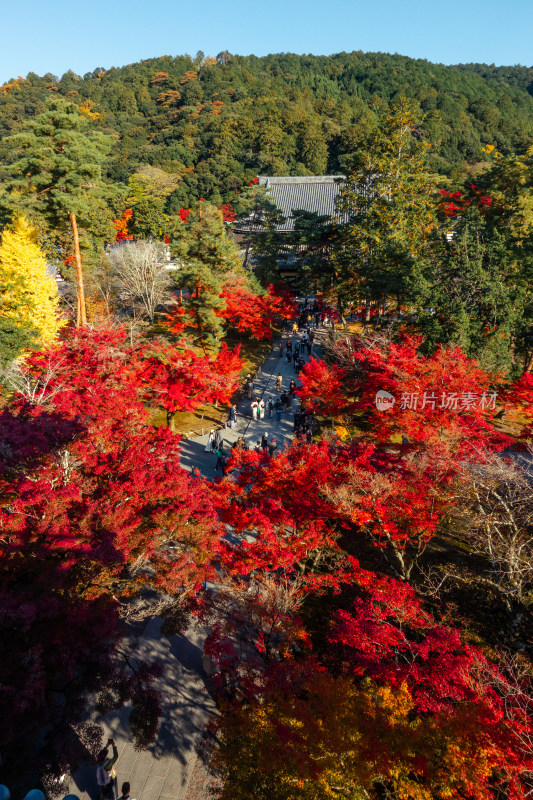 枫叶 寺庙 庭院 日式 秋天