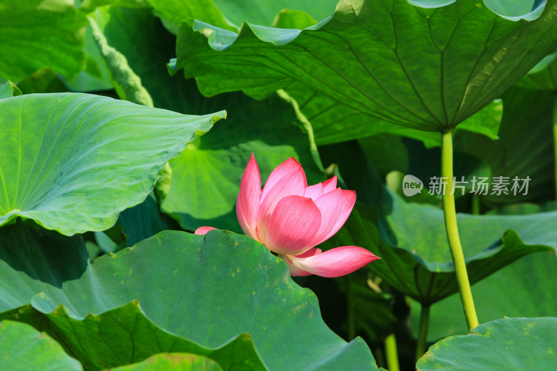 夏日成都温江区鲁家滩荷花盛开