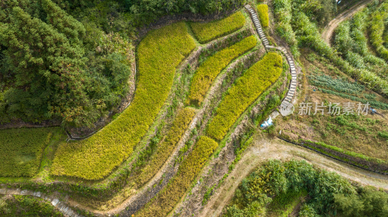 乡间田野风景