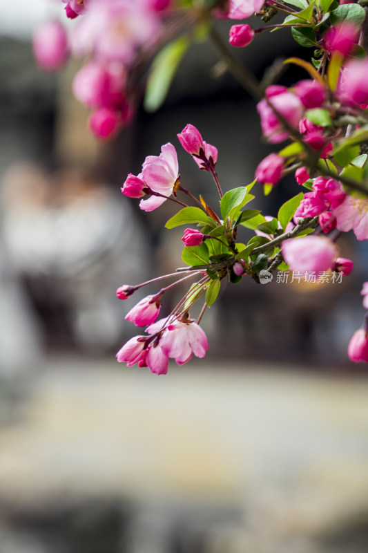 春季苏州园林网师园海棠花开