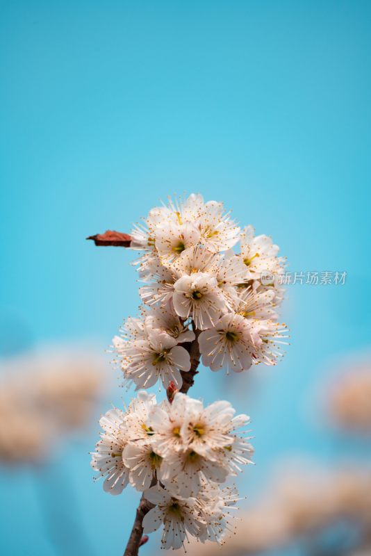 春季盛开的樱花