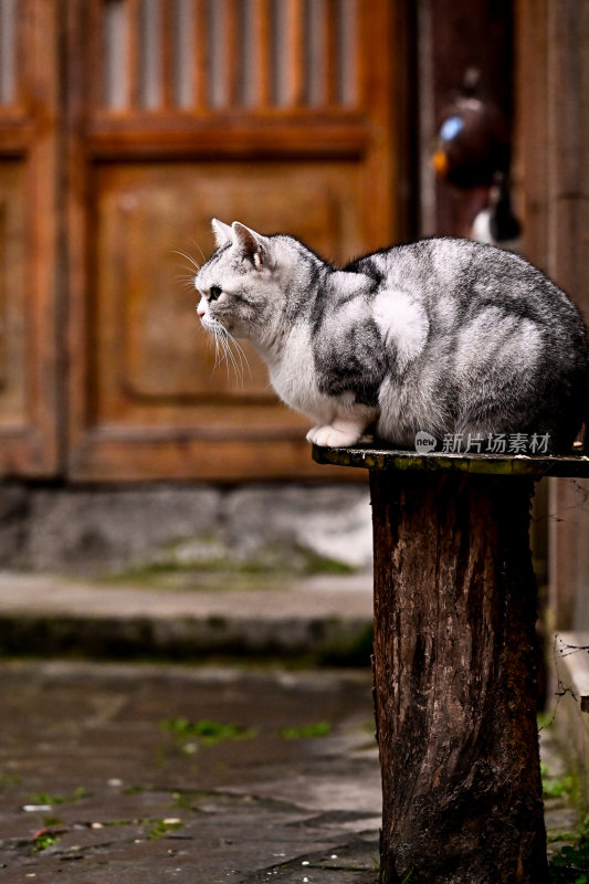 财神庙招财猫