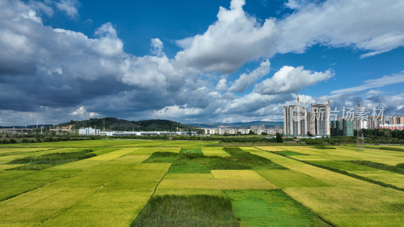 稻谷飘香的田野