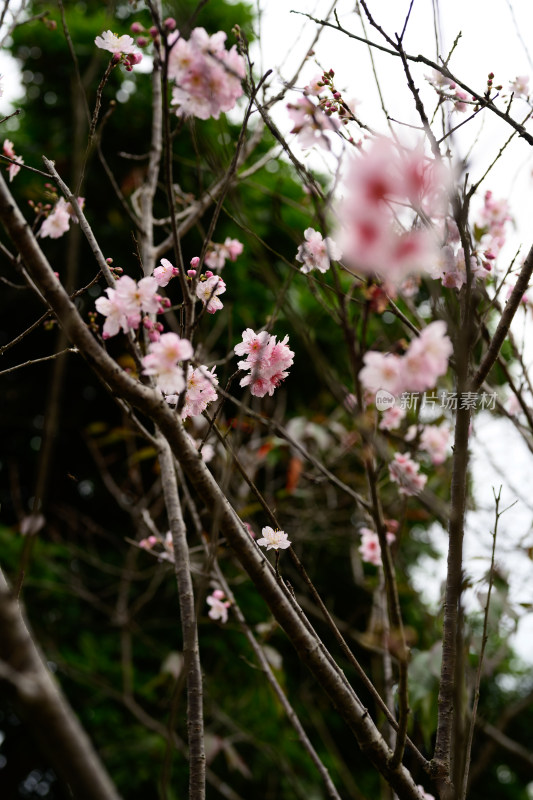 盛开的粉色樱花枝条