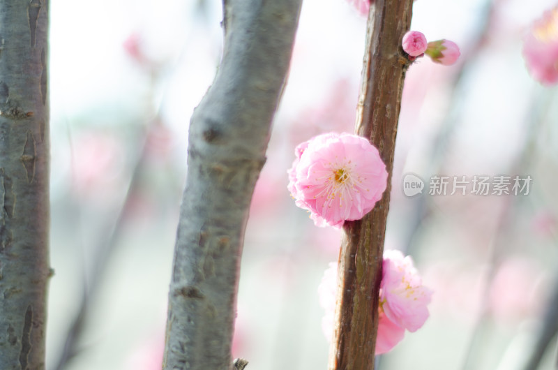 一朵榆叶梅花枝特写