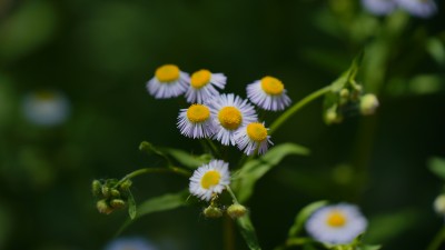 植物素材——一年蓬