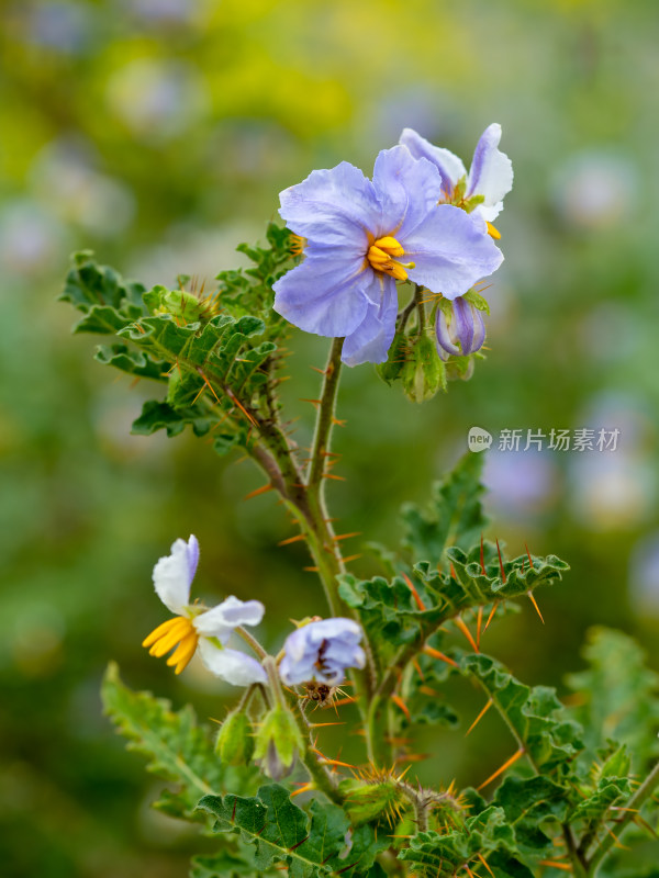 武汉植物园里的蒜芥茄开花特写