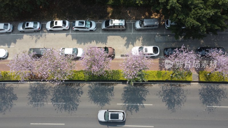 广东东莞：航拍道路旁种植的宫粉紫荆