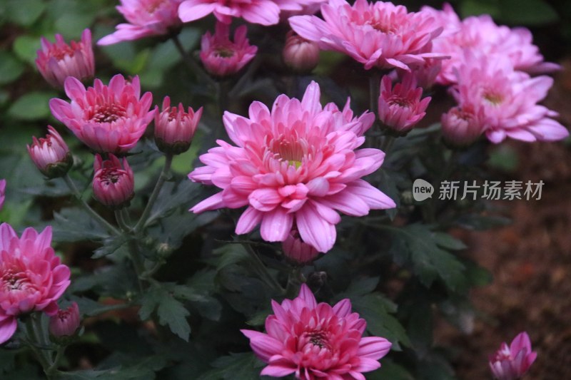 红色菊花 粉色菊花 5958