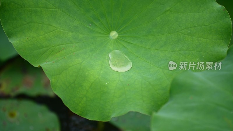 雨滴落在荷叶上的特写镜头