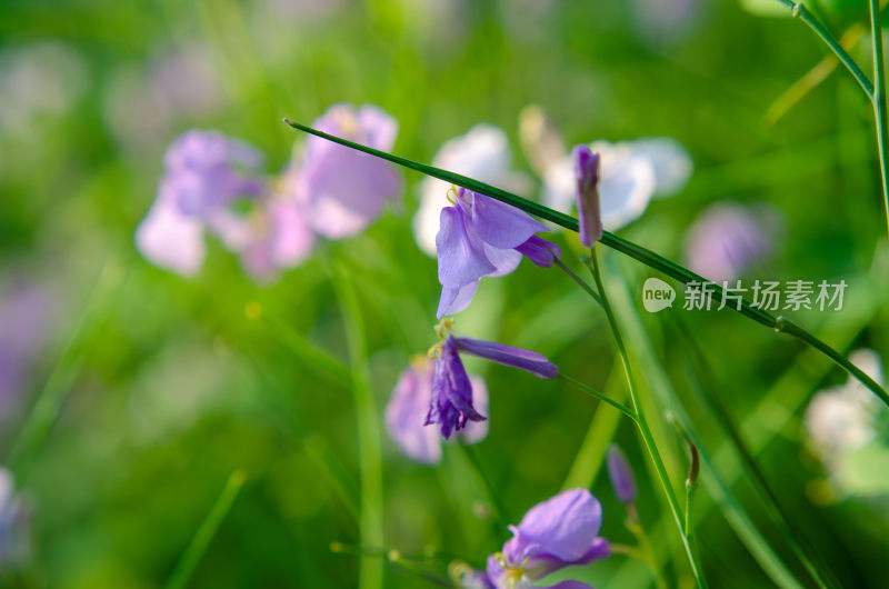 紫色小花特写诸葛菜