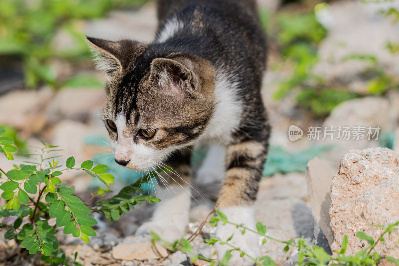 小猫咪、狸花猫、宠物猫