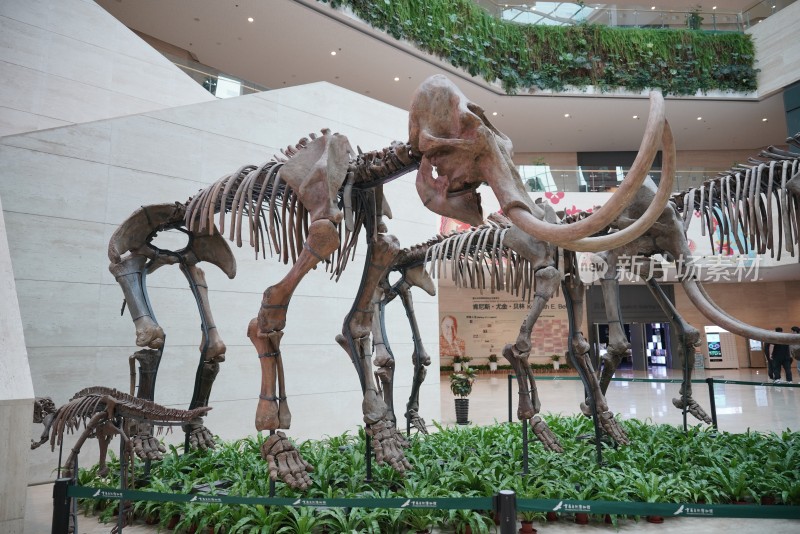 猛犸象骨骼化石标本
