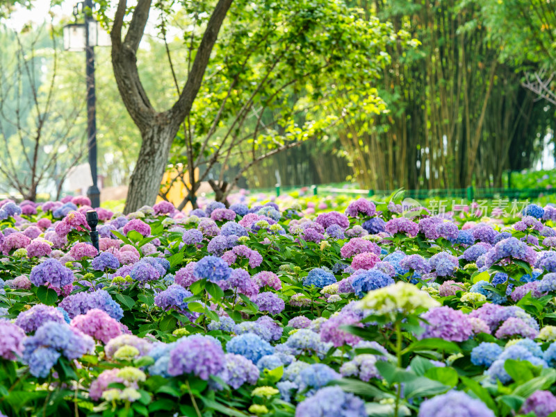 无尽夏绣球盛开花球