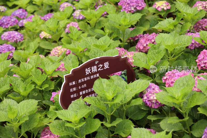 虎耳草科绣球属妖精之爱 绣球花